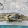Cat - Image 3