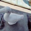 Ducks - Image 2