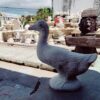 Ducks
